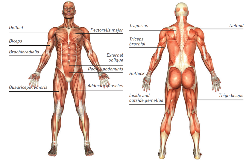 EMS Therapy – Electrical Muscle Stimulation Explained | Ions® Therapy ...